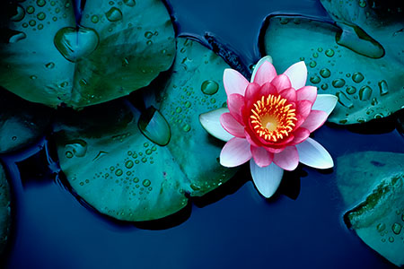 Magnified Healing 450x300